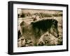 Suffolk Ponies-Tim Kahane-Framed Photographic Print