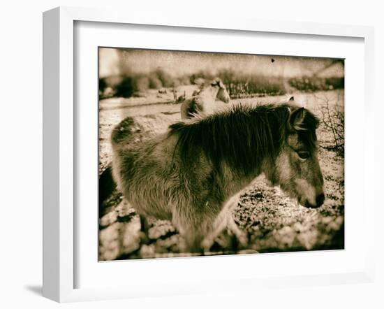Suffolk Ponies-Tim Kahane-Framed Photographic Print