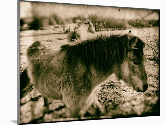 Suffolk Ponies-Tim Kahane-Mounted Photographic Print