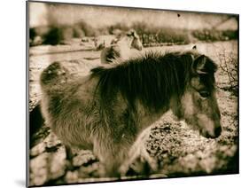 Suffolk Ponies-Tim Kahane-Mounted Photographic Print