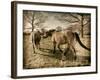 Suffolk Ponies-Tim Kahane-Framed Photographic Print