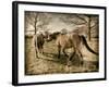 Suffolk Ponies-Tim Kahane-Framed Photographic Print