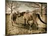 Suffolk Ponies-Tim Kahane-Mounted Photographic Print