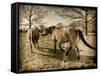 Suffolk Ponies-Tim Kahane-Framed Stretched Canvas