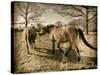 Suffolk Ponies-Tim Kahane-Stretched Canvas