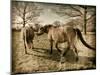 Suffolk Ponies-Tim Kahane-Mounted Photographic Print