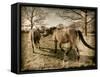 Suffolk Ponies-Tim Kahane-Framed Stretched Canvas