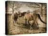 Suffolk Ponies-Tim Kahane-Stretched Canvas