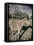 Suffolk Pony-Tim Kahane-Framed Stretched Canvas