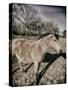 Suffolk Pony-Tim Kahane-Stretched Canvas