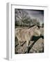 Suffolk Pony-Tim Kahane-Framed Photographic Print