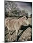 Suffolk Pony-Tim Kahane-Mounted Photographic Print