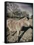 Suffolk Pony-Tim Kahane-Framed Stretched Canvas