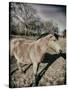 Suffolk Pony-Tim Kahane-Stretched Canvas