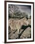 Suffolk Pony-Tim Kahane-Framed Photographic Print