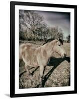 Suffolk Pony-Tim Kahane-Framed Photographic Print