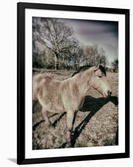 Suffolk Pony-Tim Kahane-Framed Photographic Print