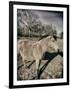 Suffolk Pony-Tim Kahane-Framed Photographic Print