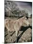 Suffolk Pony-Tim Kahane-Mounted Photographic Print