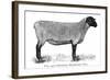 Suffolk Shearling Ewe Breed of Sheep-null-Framed Art Print