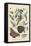 Sugar Apple and Carolina Moth-Mark Catesby-Framed Stretched Canvas