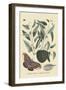 Sugar Apple and Carolina Moth-Mark Catesby-Framed Art Print