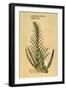 Sugar Cane, 1597-John Gerard-Framed Premium Giclee Print