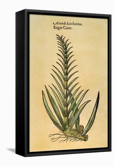 Sugar Cane, 1597-John Gerard-Framed Stretched Canvas