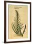 Sugar Cane, 1597-John Gerard-Framed Giclee Print