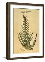 Sugar Cane, 1597-John Gerard-Framed Giclee Print