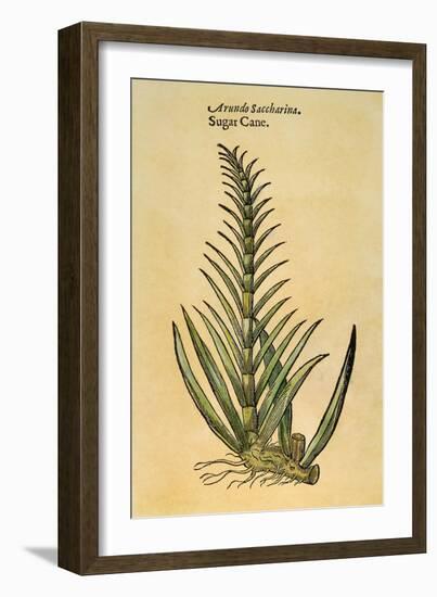 Sugar Cane, 1597-John Gerard-Framed Giclee Print