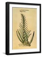 Sugar Cane, 1597-John Gerard-Framed Giclee Print