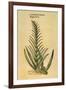 Sugar Cane, 1597-John Gerard-Framed Premium Giclee Print