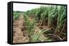 Sugar Cane Crop-David Nunuk-Framed Stretched Canvas