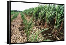 Sugar Cane Crop-David Nunuk-Framed Stretched Canvas