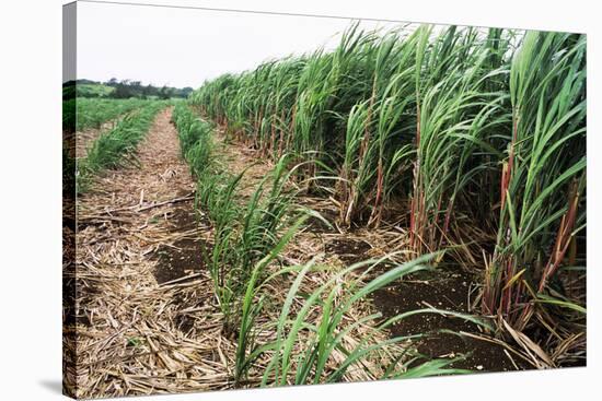 Sugar Cane Crop-David Nunuk-Stretched Canvas