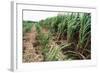 Sugar Cane Crop-David Nunuk-Framed Premium Photographic Print