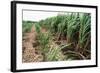 Sugar Cane Crop-David Nunuk-Framed Premium Photographic Print