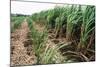 Sugar Cane Crop-David Nunuk-Mounted Premium Photographic Print