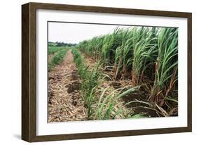 Sugar Cane Crop-David Nunuk-Framed Photographic Print