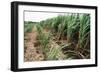 Sugar Cane Crop-David Nunuk-Framed Photographic Print