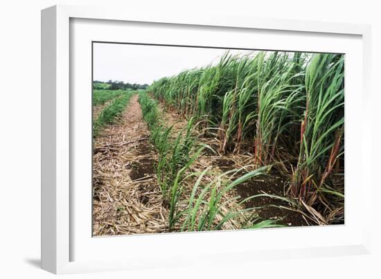 Sugar Cane Crop-David Nunuk-Framed Photographic Print