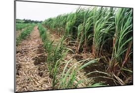 Sugar Cane Crop-David Nunuk-Mounted Photographic Print