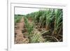 Sugar Cane Crop-David Nunuk-Framed Photographic Print