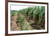 Sugar Cane Crop-David Nunuk-Framed Photographic Print