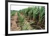 Sugar Cane Crop-David Nunuk-Framed Photographic Print