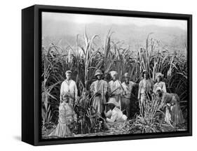 Sugar Cane Cutters, Jamaica, C1905-Adolphe & Son Duperly-Framed Stretched Canvas