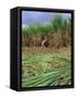 Sugar Cane Cutting by Hand, Reunion Island, Indian Ocean-Sylvain Grandadam-Framed Stretched Canvas