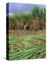 Sugar Cane Cutting by Hand, Reunion Island, Indian Ocean-Sylvain Grandadam-Stretched Canvas