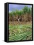 Sugar Cane Cutting by Hand, Reunion Island, Indian Ocean-Sylvain Grandadam-Framed Stretched Canvas